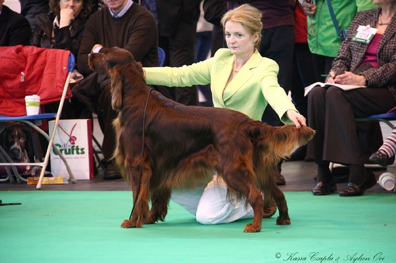 Crufts2011 541.jpg